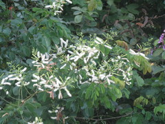 Mimosa caesalpiniifolia
