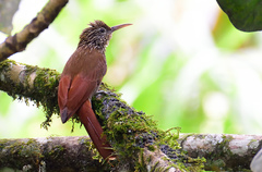 Streak-Headed Woodcreeper photo 1