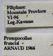 Prosopocoilus francisi