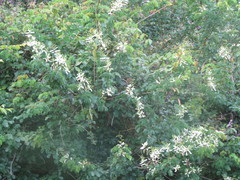 Mimosa caesalpiniifolia