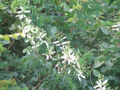 Mimosa caesalpiniifolia