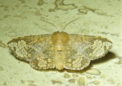 Canaea hyalospila