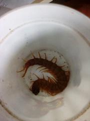 Scolopendra alternans
