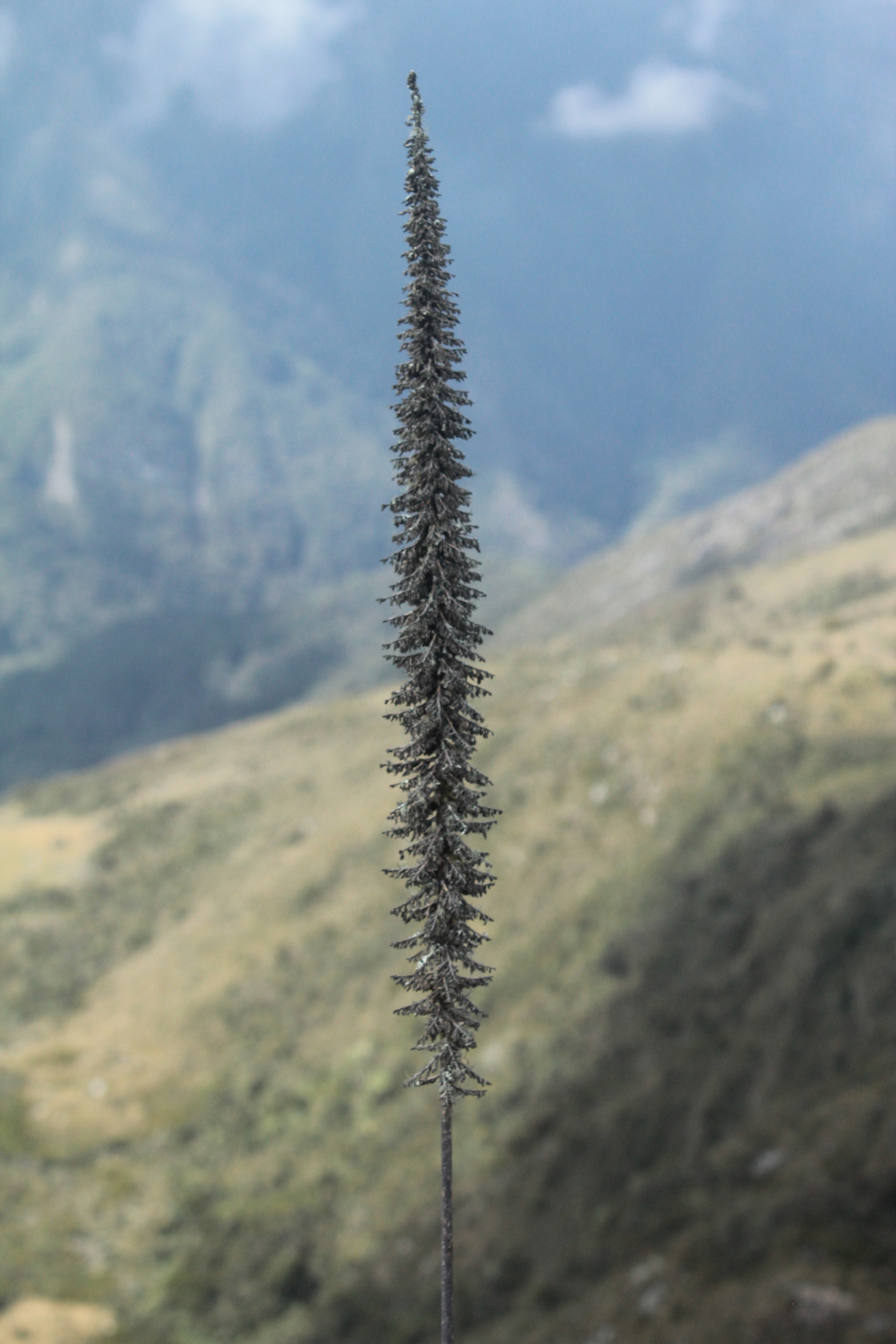 Chusquea mollis