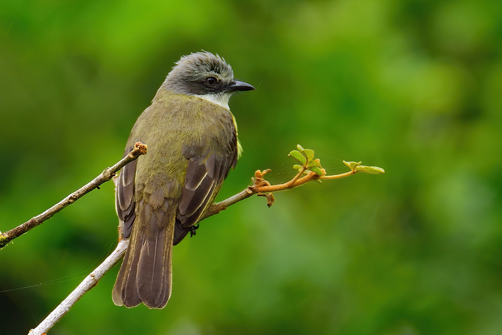 Gray-Capped Flycatcher