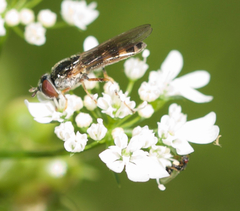 Platycheirus hyperboreus