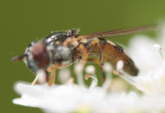 Platycheirus hyperboreus