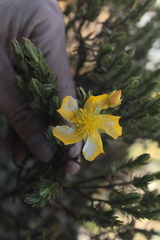 Hypericum laricifolium