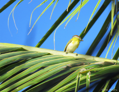 Cyclarhis gujanensis cearensis