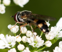 Platycheirus hyperboreus