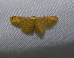 Idaea similinea