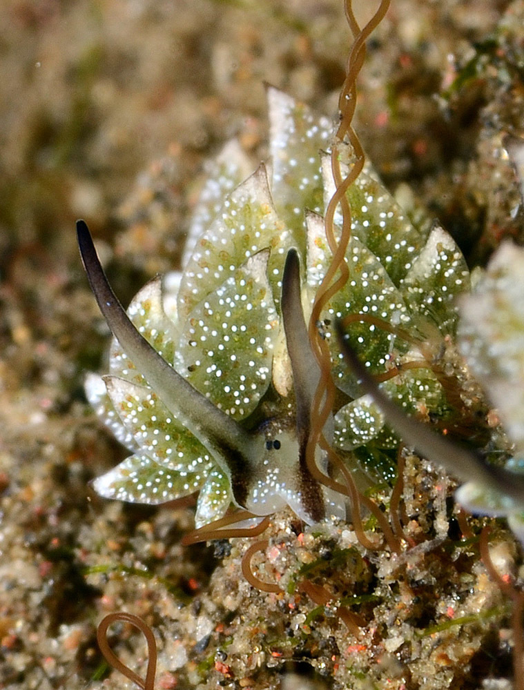 Costasiella formicaria
