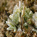 Costasiella formicaria - Photo (c) uwkwaj, some rights reserved (CC BY-NC), uploaded by uwkwaj