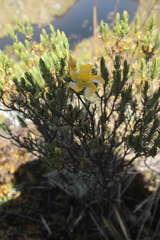 Hypericum laricifolium