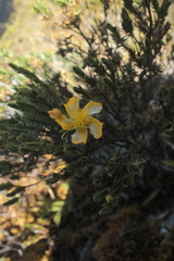 Hypericum laricifolium
