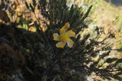 Hypericum laricifolium
