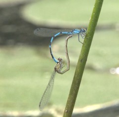 Enallagma laterale