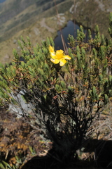 Hypericum laricifolium