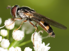 Platycheirus hyperboreus