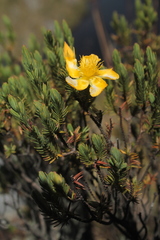 Hypericum laricifolium