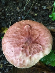 Gyroporus purpurinus