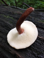 Gyroporus purpurinus