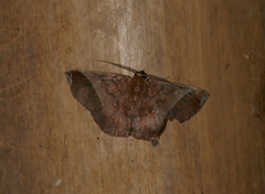 Thysanopyga abdominaria