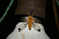 Isanthrene felderi