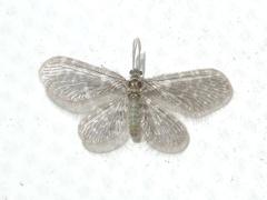 Nallachius americanus