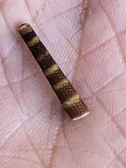 Eucidaris tribuloides