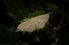Cyclophora turneri