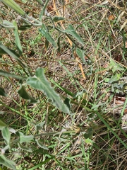 Oxypetalum coeruleum