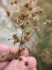 Juncus rugulosus