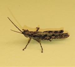 Adreppus fallax