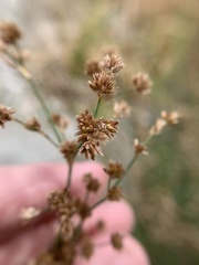 Juncus rugulosus