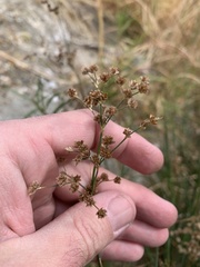 Juncus rugulosus