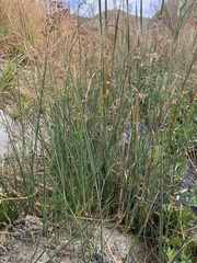 Juncus rugulosus