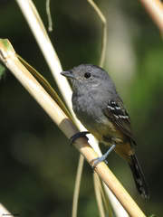 Thamnophilus caerulescens