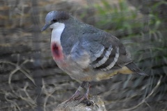 Gallicolumba luzonica