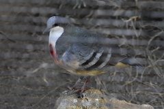 Gallicolumba luzonica