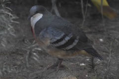 Gallicolumba luzonica