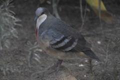 Gallicolumba luzonica