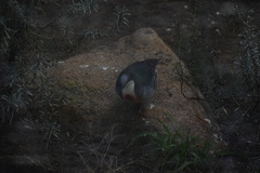 Gallicolumba luzonica