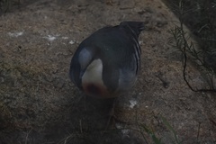 Gallicolumba luzonica