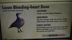 Gallicolumba luzonica