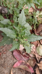 Chenopodiastrum
