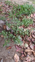 Chenopodiastrum