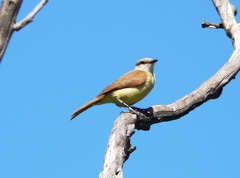 Machetornis rixosa