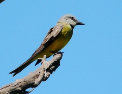 Tyrannus melancholicus