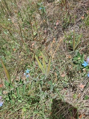 Oxypetalum coeruleum